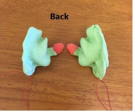 Good ear impressions viewed from the back