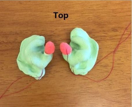 Good ear impressions viewed from the top